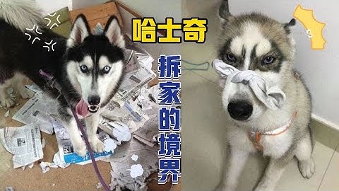 论哈士奇拆家的境界，这世界上还有我拆不了的东西？盘它就完了！