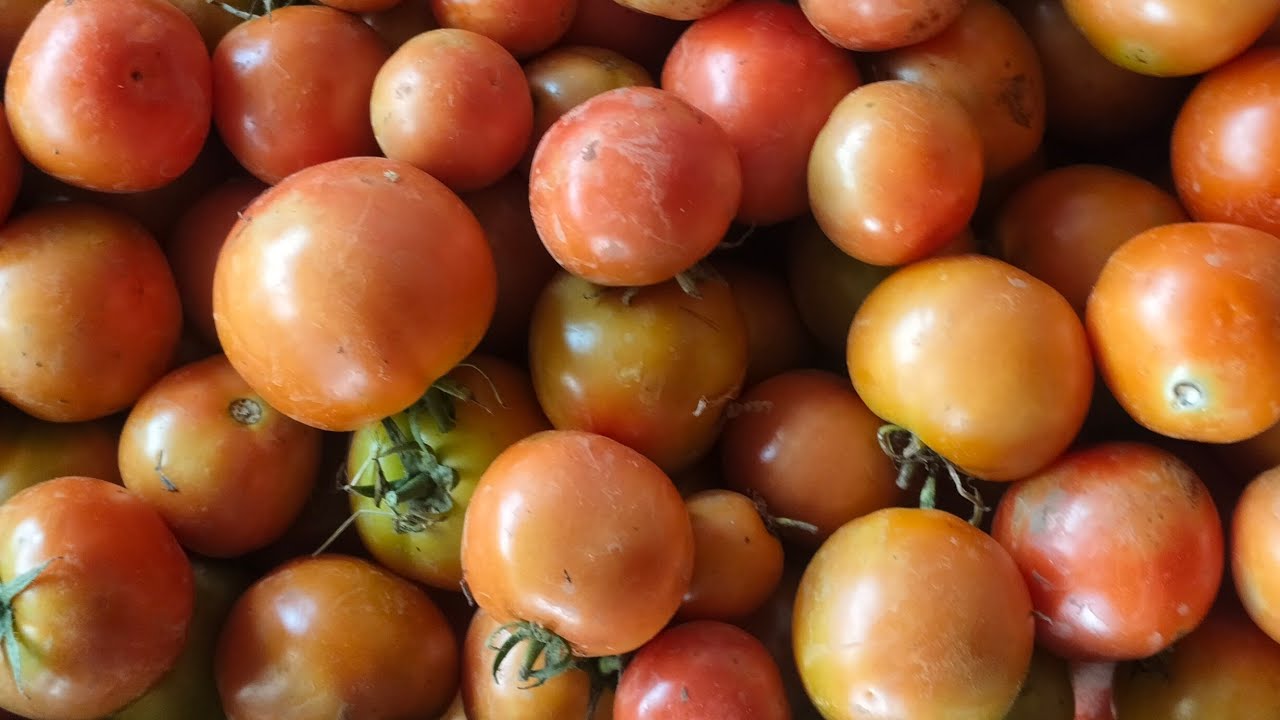 Best Tomato 🍅🍅 Odisha farming Best Product 