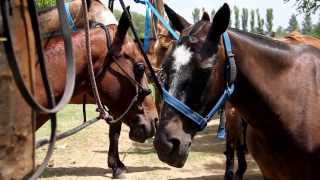 Polo in Argentina