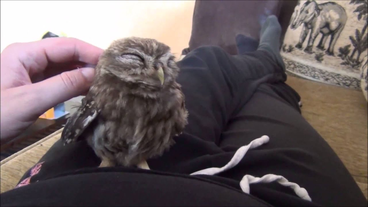 Ce Petit Hibou Est Tout Simplement Trop Mignon Youtube Ce Petit Hibou Est Tout Simplement Trop Mignon Youtube