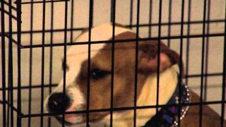 Newberry County overwhelmed with stray, unwanted pets