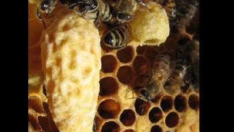 Adding a test frame of eggs