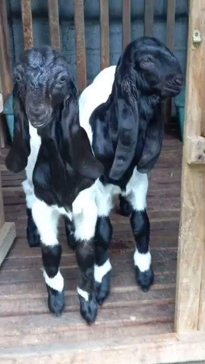 CEMPE KAMBING PE RAS KALIGESING