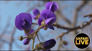 safariLIVE - Sunrise Safari - October 03, 2019