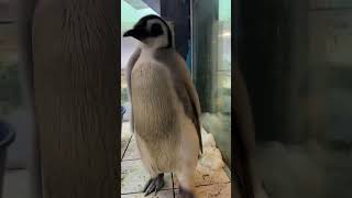 ＼ エンペラーペンギンの赤ちゃんの成長記録