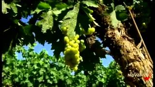 Piérdete en Corella 18 agosto 2012