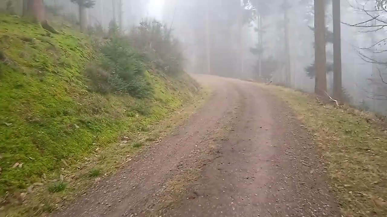 Швардствальский лес как обычно в тумане