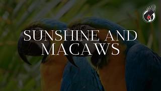 A BEAUTIFUL SUNNY DAY AT THE KIWA CENTRE | NATURAL MACAW SOUNDS AND NOISES screenshot 2