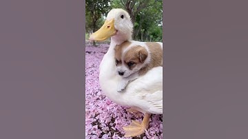 Animals SOO Cute! Cute baby animals Videos Compilation cute moment of the animals | Cutepetoroz