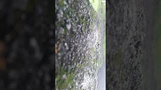 Pembantaian Sadis Yg Dilakukan Oleh Geng Ant Di Lampung