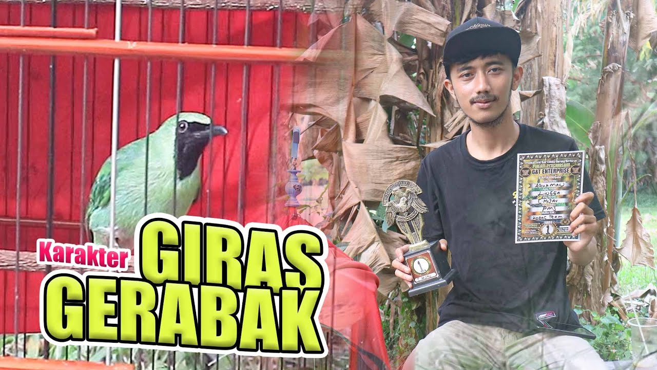[CI AQUAMAN] cucak ijo GIRAS GERABAK cucak ijo karakter giras gerabak rawatan cucak By HoBi ID