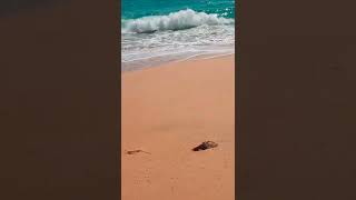 Playa del Divorcio en Cabo San Lucas 🌝⛱