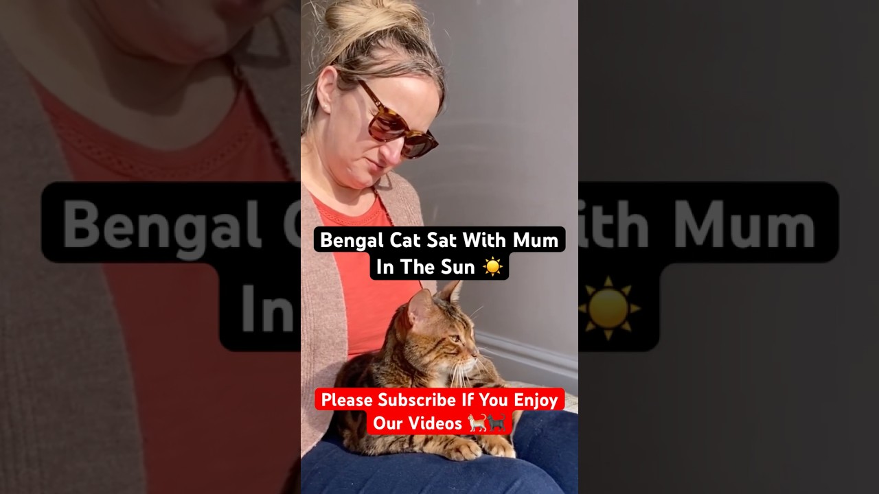 Ronnie The Bengal Sat With Mum In The Sun