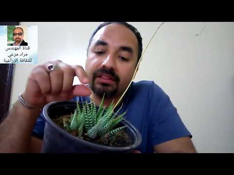 فيديو: Aphelandra Zebra Plants في الداخل: كيفية العناية بنبات حمار وحشي