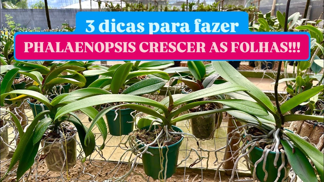 COMO FAZER PHALAENOPSIS CRESCER!!!