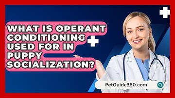 What Is Operant Conditioning Used For In Puppy Socialization? - PetGuide360.com