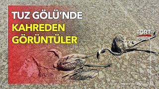 Tuz Gölünde Kahreden Görüntü Cansız Flaminar Görenleri Dehşete Düşürdü
