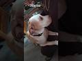 #Luna #PitBull #BabyGirl #music #beats