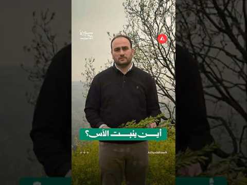 شجيرة الآس وارتباطها بعادات السوريين