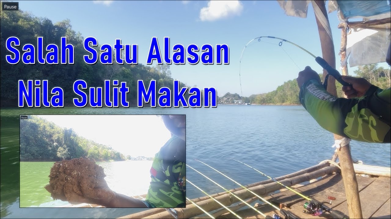 Nila Susah Makan Ternyata Penyebabnya Ini -  Mancing Nila Terbaru Riam Kanan kalimantan Selatan