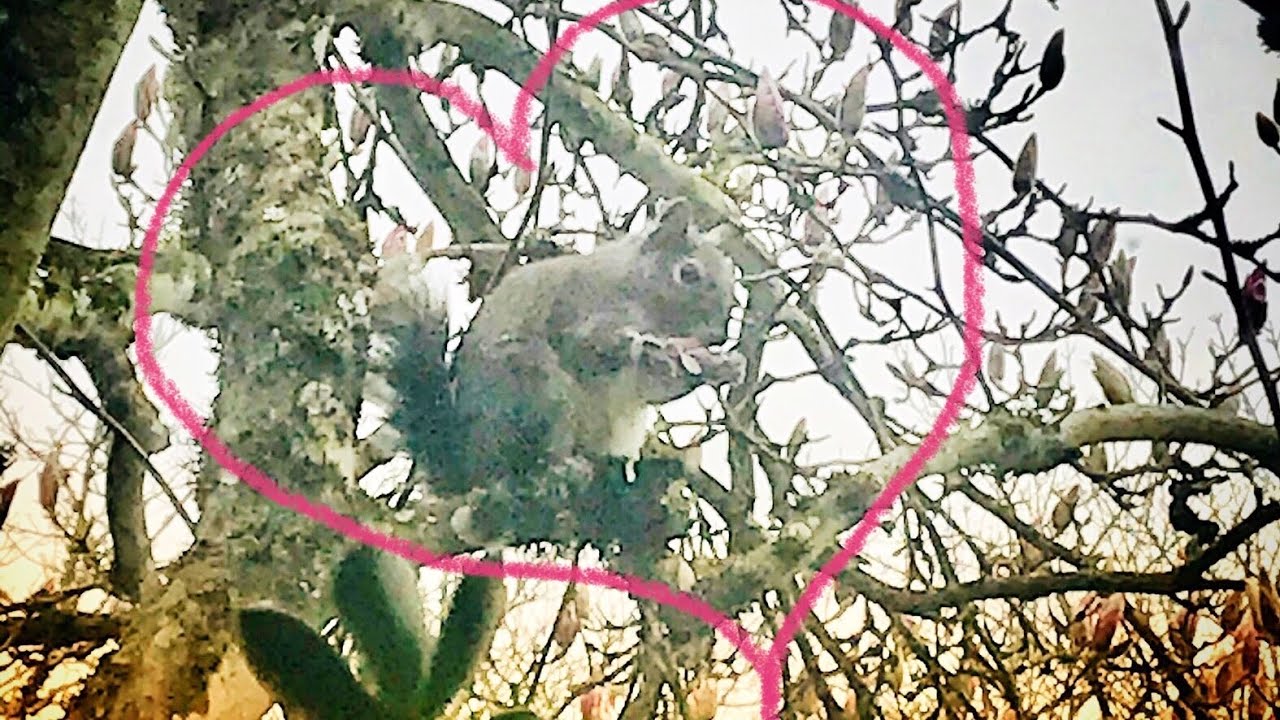 Squirrel Eating Magnolia Flowers 🐿 🌸 YouTube