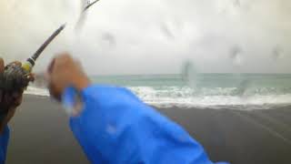 アイマ 魚道130MD ヒラメ