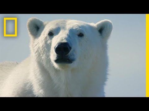 Polar Bear Hunting Break | Hostile Planet - Polar Bear Hunting Break | Hostile Planet