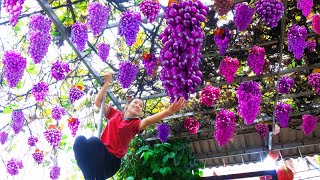 Harvest Ruby Roman Grapes, Make delicious fried beans Go to the market to sell | Phương Daily Life