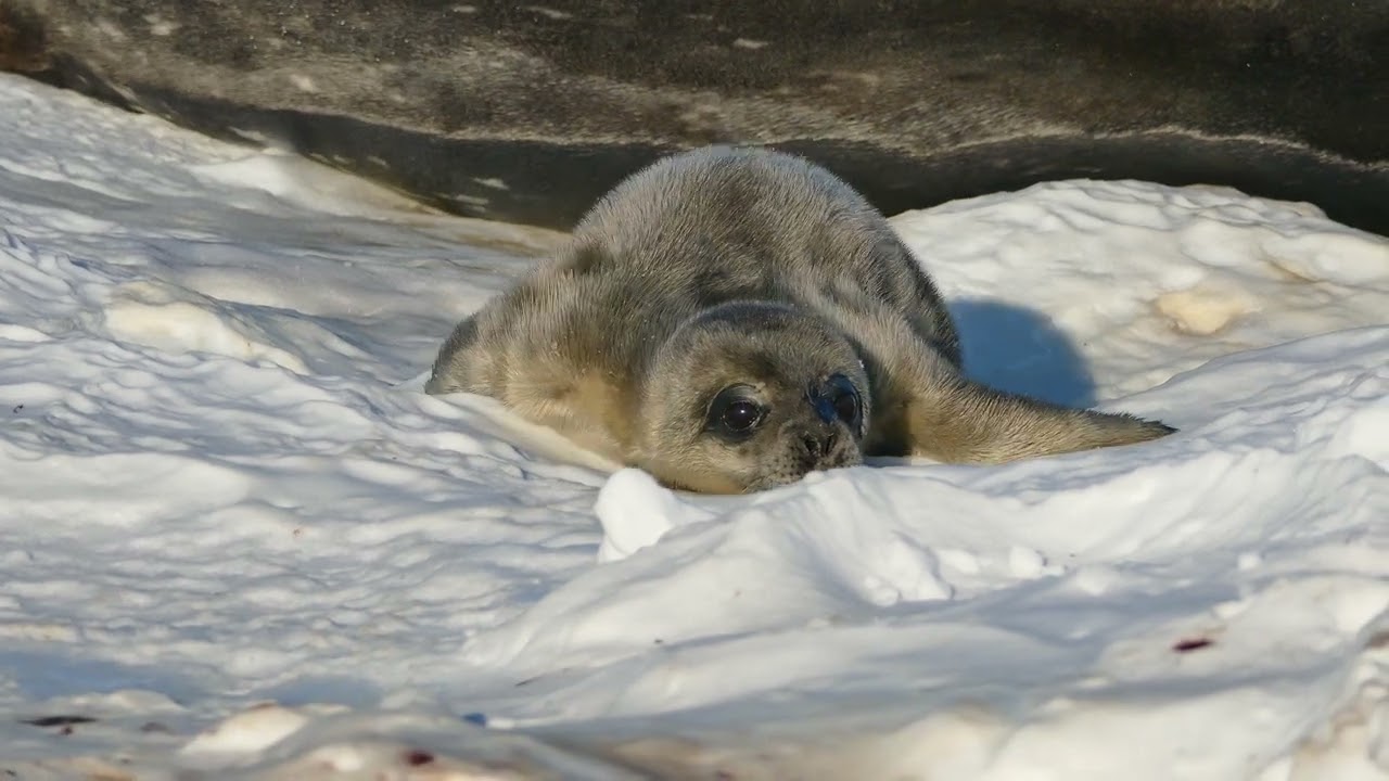New-born baby Weddel seal pup in Antarctica