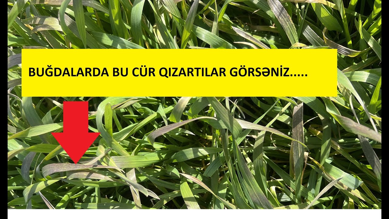 Buğdaların yarpaq və gövdələrində bu cür qızartılar fosfor çatışmazlığından yaranır. (Fosfor)