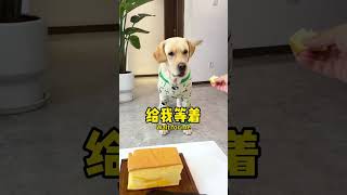 【旺仔很忙🐶Wangzaiisbusy】这狗子有仇必报真是不好惹This Dog Has A Vendetta. He's Not To Be Trifled With.