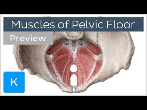 Video: Coccygeus Muscle Anatomy, Function & Diagram - Kroppskart