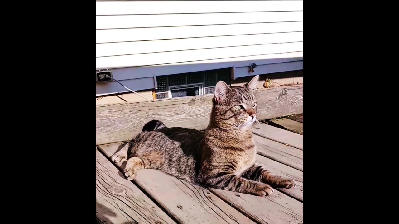 Cat acting like a dog?? 🤔💜 (Mr. Kitty) cat dog cats unique YouTube