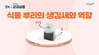 [엘리하이 1% 교과실험] 실험 6 - 식물 뿌리의 생김새와 역할