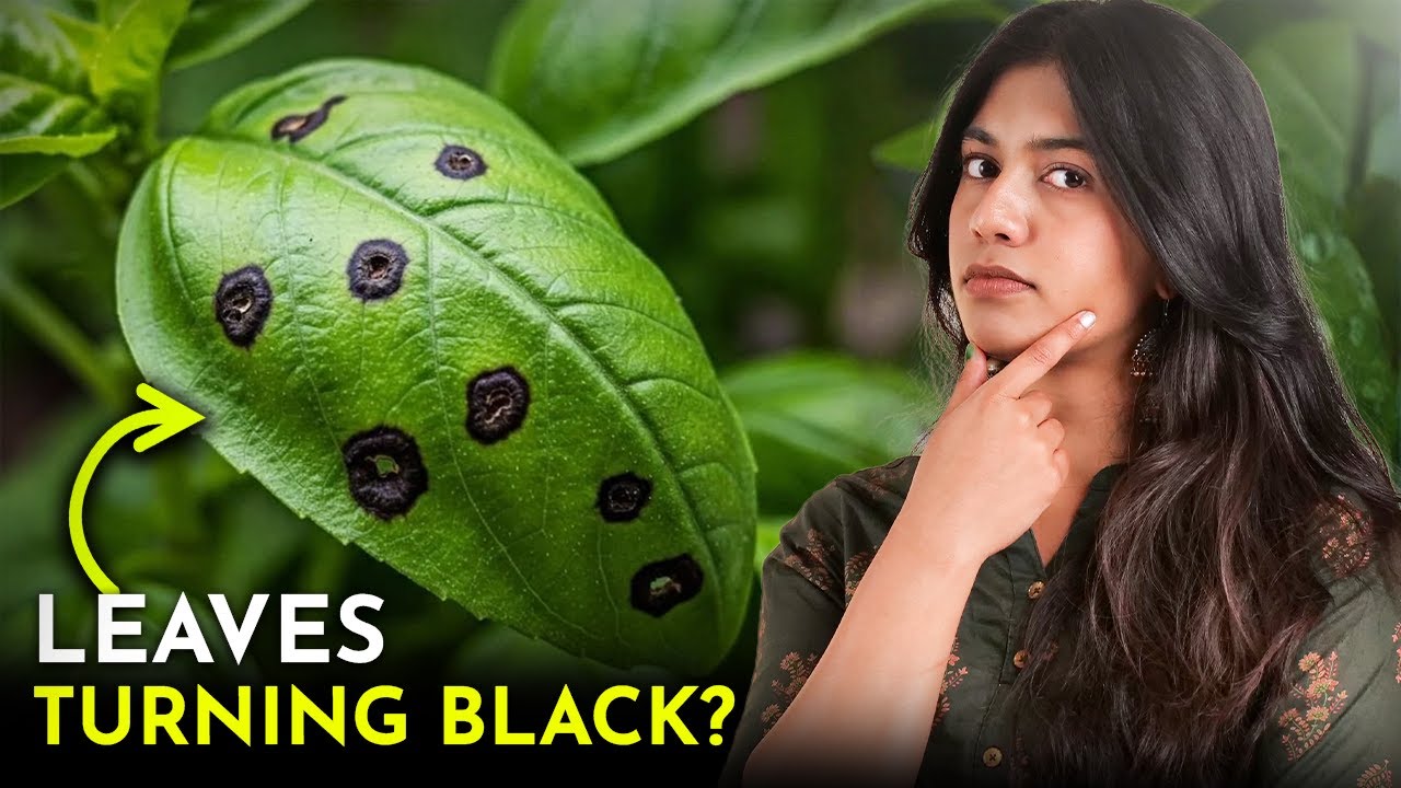 Why Plant Leaves Turn Black | 5 Causes & Easy Fixes