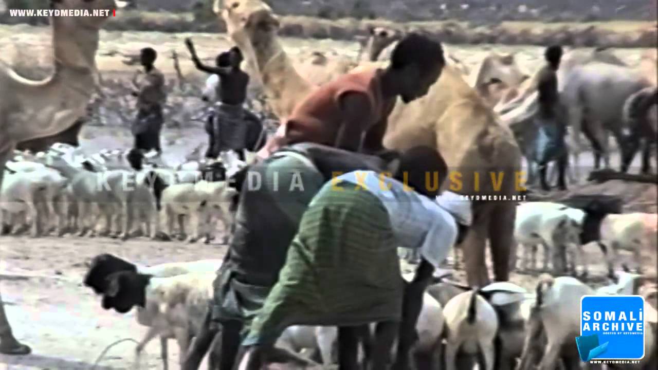 Livestock market in Mudug region - 1988
