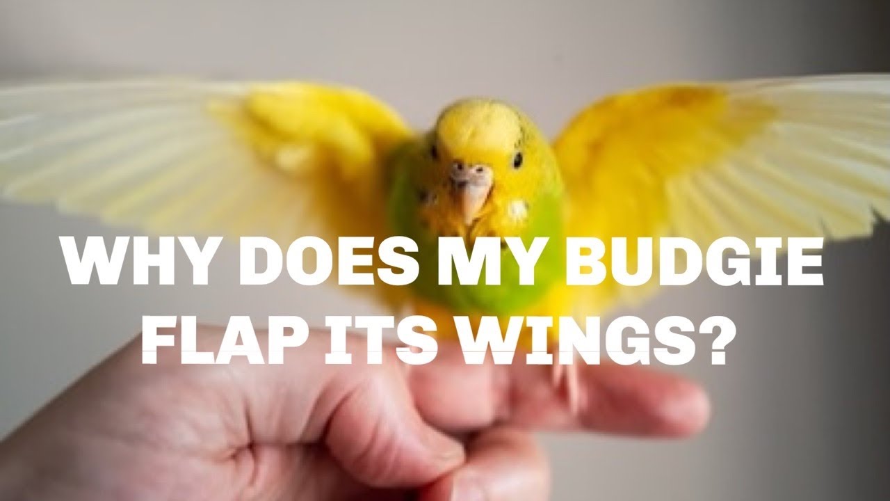 Why Does My Budgie Flap Its Wings pets Get Your 2023 Calendar And Mug why-does-my-budgie-flap-its-wings-pets-get-your-2023-calendar-and-mug