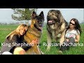 American King Shepherd Vs Russian Ovcharca (Dog breed Info and comparison)