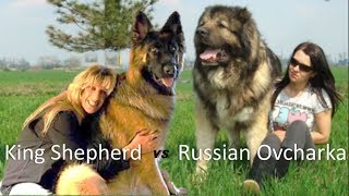 American King Shepherd Vs Russian Ovcharca (Dog breed Info and comparison)