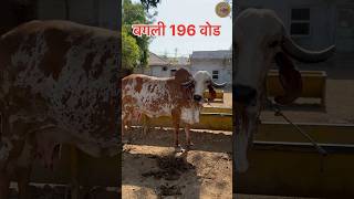 सागवाडी भावनगर की हमारी गीर गाय🐄👌#ansuyagaudham #gircow #girbull #viral #cow #shorts