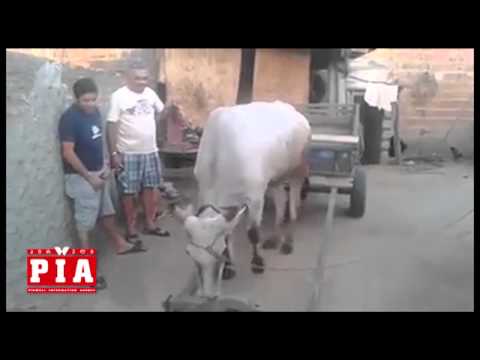ხარი ადამიანის დახმარების გარეშე იდგავს უღელს