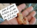 Life-Saving Hack! 🐣 Why You MUST Reshuffle Parrot Chicks by Size | Fostering Pro Tip