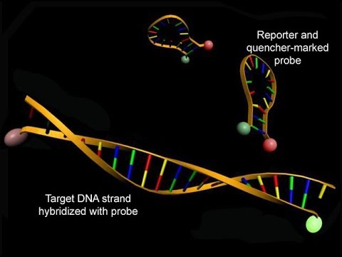 Real Time Pcr Youtube