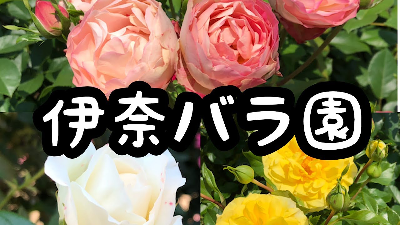 【伊奈バラ園】行ってきた🌹