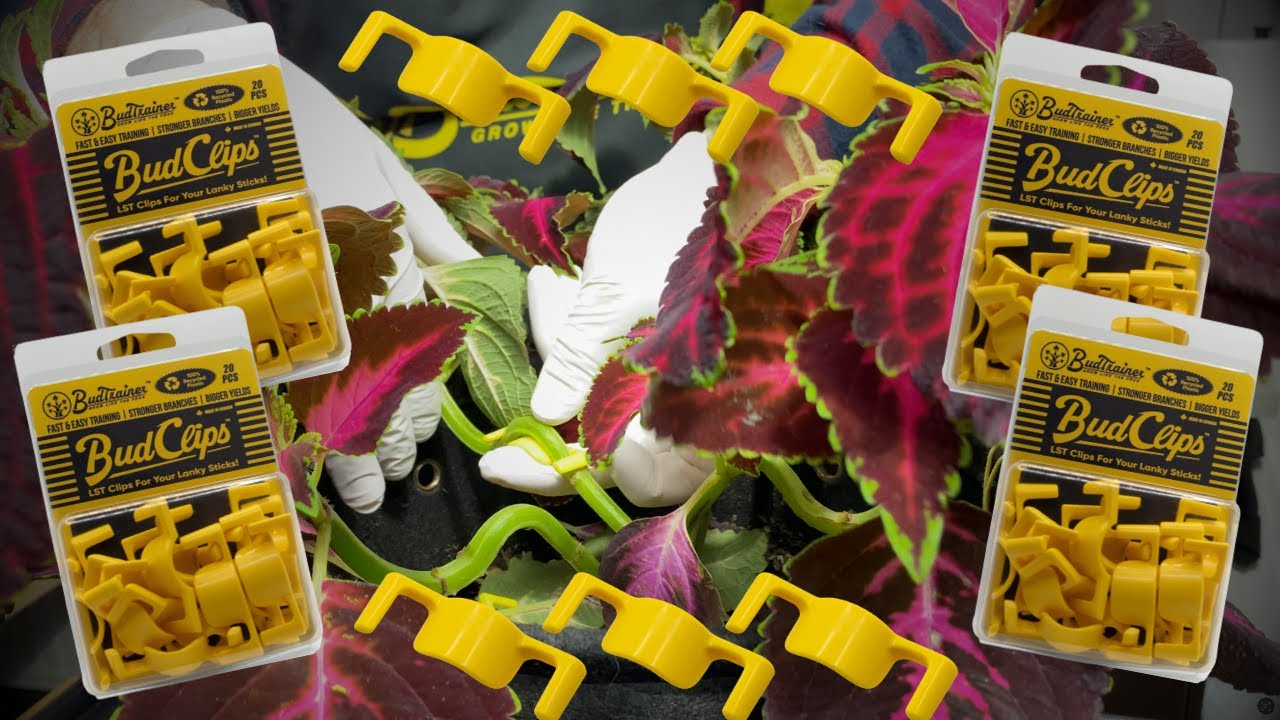 How to Use & Reuse the BudClips