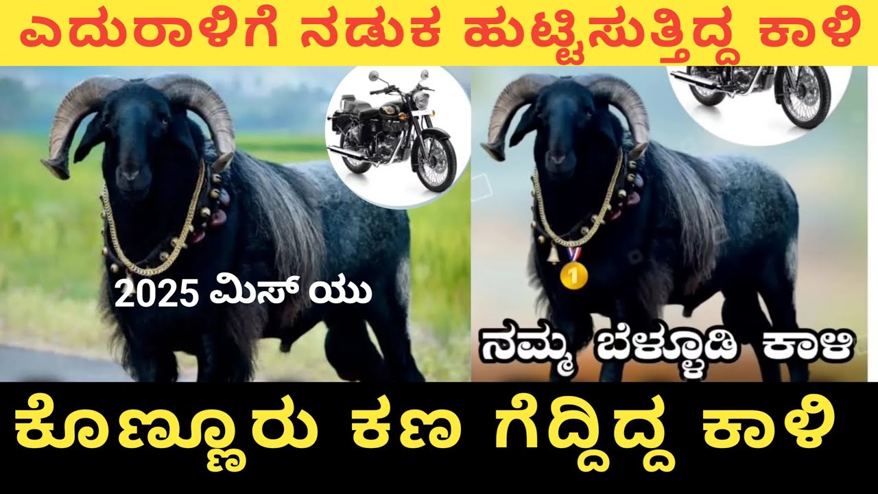 Belludi kali Last Video ಎಲ್ಲರನ್ನೂ ಬಿಟ್ಟು ಅಗಲಿದ ನಮ್ಮ ಕಾಳಿ| konnur kana tagaru kalaga live