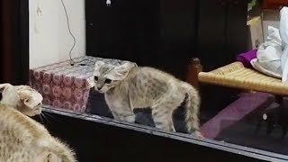 Cats vs. Mirrors 😹 Funny Cats Reaction With Mirrors (Full) [Funny Pets]