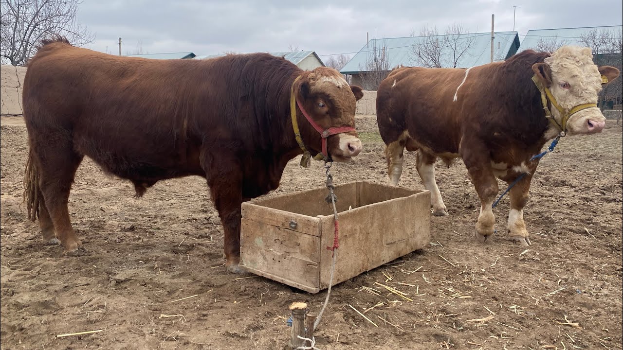 ☎️ 90 664 77 67 БОКИЛАЁТГАН ЗОТДОР МОЛЛАР СОТИЛАДИ ЗУРЛАРИДАН СУРАГАНЛАР УЧУН 26-февраля 