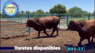 El Cerrito Beefmaster - Toretes