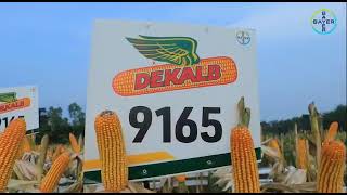 Dekalb 9165